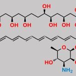 Amphotericin B CAS#: 1397-89-3