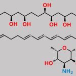 Amphotericin B EP Impurity A CAS#: 1405-32-9