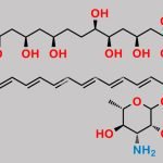 Amphotericin B EP Impurity B CAS#: 136135-57-4