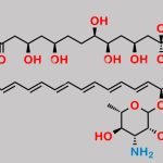 Amphotericin B EP Impurity C CAS#: 136135-61-0