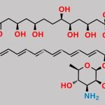 Amphotericin B Methyl Ester CAS#: 36148-89-7