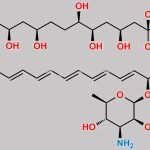 Amphotericin B Methyl Ester D3 CAS#: N/A