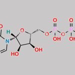 Azacitidine Triphosphate CAS#: 2226-74-6