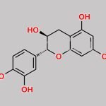 Catechin CAS#: 154-23-4