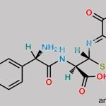 Cefadroxil EP Impurity C CAS#: 147103-96-6