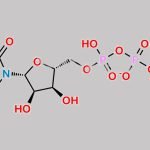 Citicoline CAS#: 987-78-0