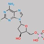 Cladribine Monophosphate CAS#: 104959-31-1