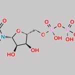 Cytidine 5''-diphosphate ethanolamine CAS#: 3036-18-8