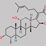 Fusidic Acid EP Impurity O CAS#: 55601-53-1