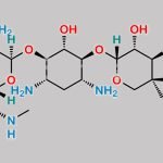 Gentamicin C1 CAS#: 25876-10-2