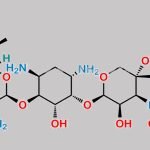 Gentamicin Impurity 13 CAS#: N/A