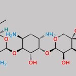 Gentamicin Impurity 5 CAS#: N/A