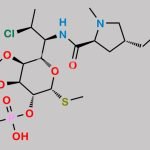 Isopropylidene Clindamycin Phosphate CAS#: N/A