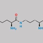L-Ornithine Dimer CAS#: 195868-13-4