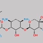 N-Nitroso Gentamicin-1 CAS#: N/A