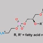 Phosphatidylethanolamine CAS#: 97281-51-1