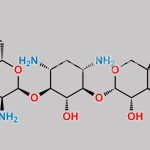 Plazomicin Impurity 7 CAS#: N/A