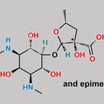Spectinomycin EP Impurity B CAS#: N/A