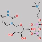Uridine Diphosphate Choline CAS#: 99492-83-8