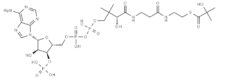 Structure of 2-hydroxyisobutyryl-CoA CAS 1383119-39-8