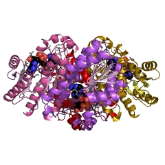 Example Structure of pyridoxal 4-dehydrogenase EC#: 1.1.1.107