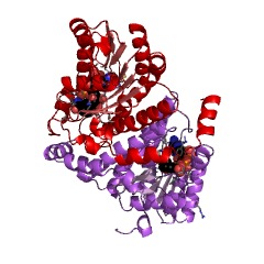 Example Structure of 11beta-hydroxysteroid dehydrogenase EC#: 1.1.1.146