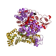 Example Structure of 3-hydroxybutyryl-CoA dehydrogenase EC#: 1.1.1.157