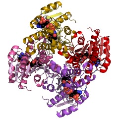 Example Structure of carbonyl reductase (NADPH) EC#: 1.1.1.184