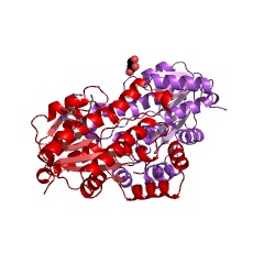 Example Structure of 7beta-hydroxysteroid dehydrogenase (NADP+) EC#: 1.1.1.201