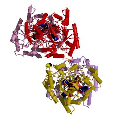 Example Structure of 3(or 17)alpha-hydroxysteroid dehydrogenase EC#: 1.1.1.209