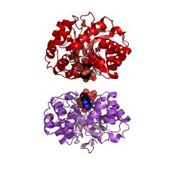 Example Structure of morphine 6-dehydrogenase EC#: 1.1.1.218