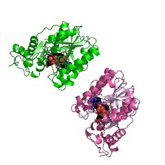 Example Structure of dihydroflavonol 4-reductase EC#: 1.1.1.219
