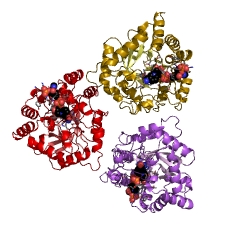 Example Structure of chlordecone reductase EC#: 1.1.1.225