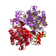 Example Structure of N-acylmannosamine 1-dehydrogenase EC#: 1.1.1.233