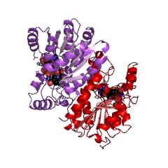 Example Structure of tropinone reductase II EC#: 1.1.1.236