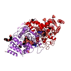 Example Structure of hydroxyphenylpyruvate reductase EC#: 1.1.1.237