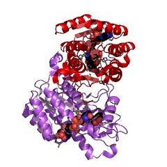 Example Structure of tetrahydroxynaphthalene reductase EC#: 1.1.1.252