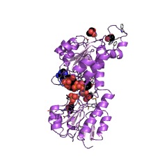 Example Structure of glyoxylate reductase EC#: 1.1.1.26