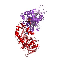 Example Structure of 4-hydroxythreonine-4-phosphate dehydrogenase EC#: 1.1.1.262