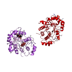 Example Structure of 2,5-didehydrogluconate reductase (2-dehydro-D-gluconate-forming) EC#: 1.1.1.274