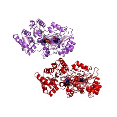 מבנה דוגמא של D-lactate dehydrogenase EC #: 1.1.1.28