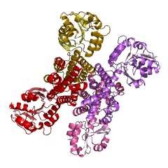 Example Structure of 2-hydroxymethylglutarate dehydrogenase EC#: 1.1.1.291