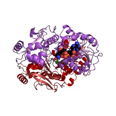 Beispielstruktur der Homoserindehydrogenase EC #: 1.1.1.3