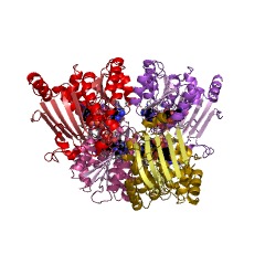 Example Structure of UDP-N-acetyl-2-amino-2-deoxyglucuronate dehydrogenase EC#: 1.1.1.335