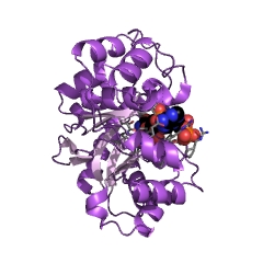 Example Structure of 2,5-didehydrogluconate reductase (2-dehydro-L-gulonate-forming) EC#: 1.1.1.346