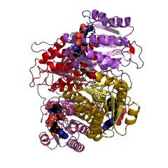 Example Structure of 3-hydroxyacyl-CoA dehydrogenase EC#: 1.1.1.35