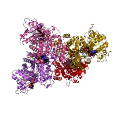 Example Structure of malate dehydrogenase (oxaloacetate-decarboxylating) EC#: 1.1.1.38