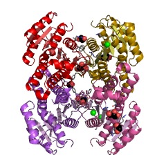 Beispielstruktur der Acetoindehydrogenase EC #: 1.1.1.5