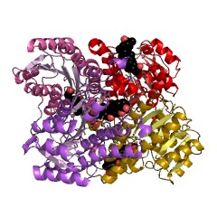 Example Structure of 3alpha(or 20beta)-hydroxysteroid dehydrogenase EC#: 1.1.1.53