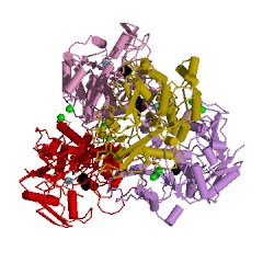 Example Structure of isopropanol dehydrogenase (NADP+) EC#: 1.1.1.80